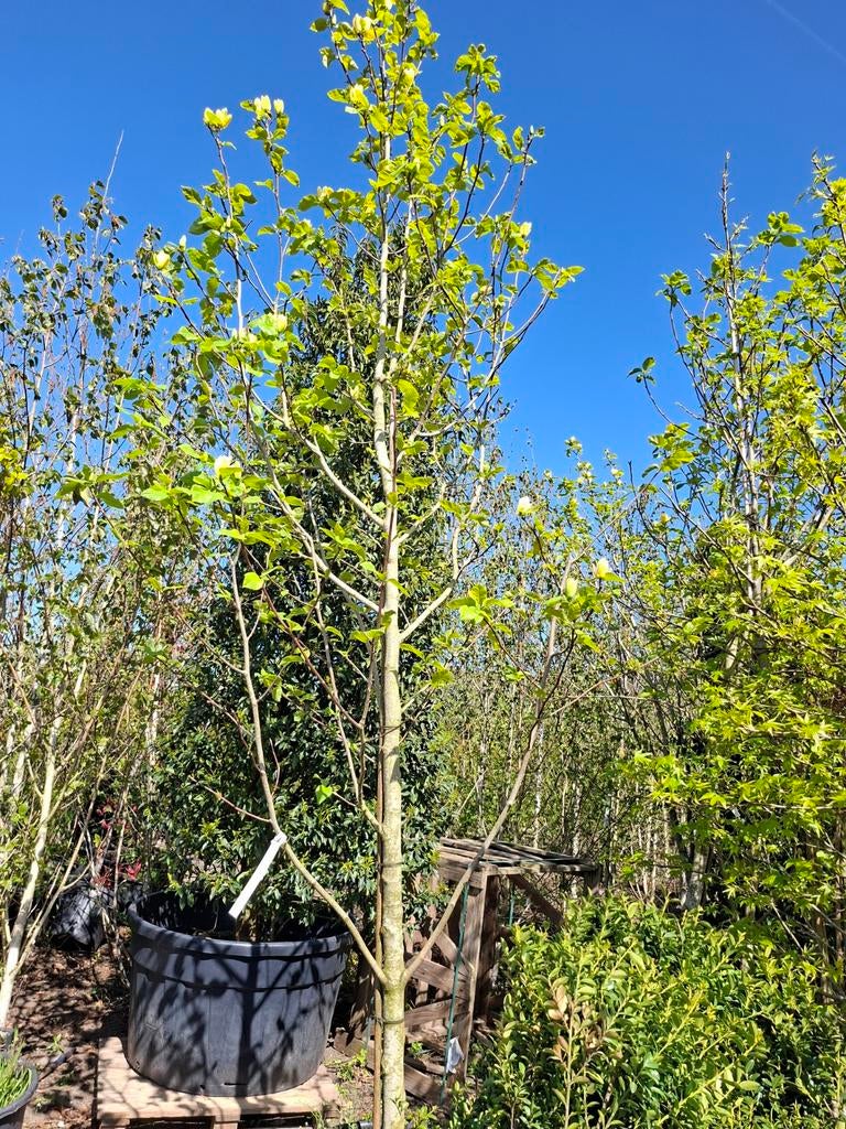 Grote magnolia, Ophalen of Verzenden, Lente, Volle zon, Overige soorten