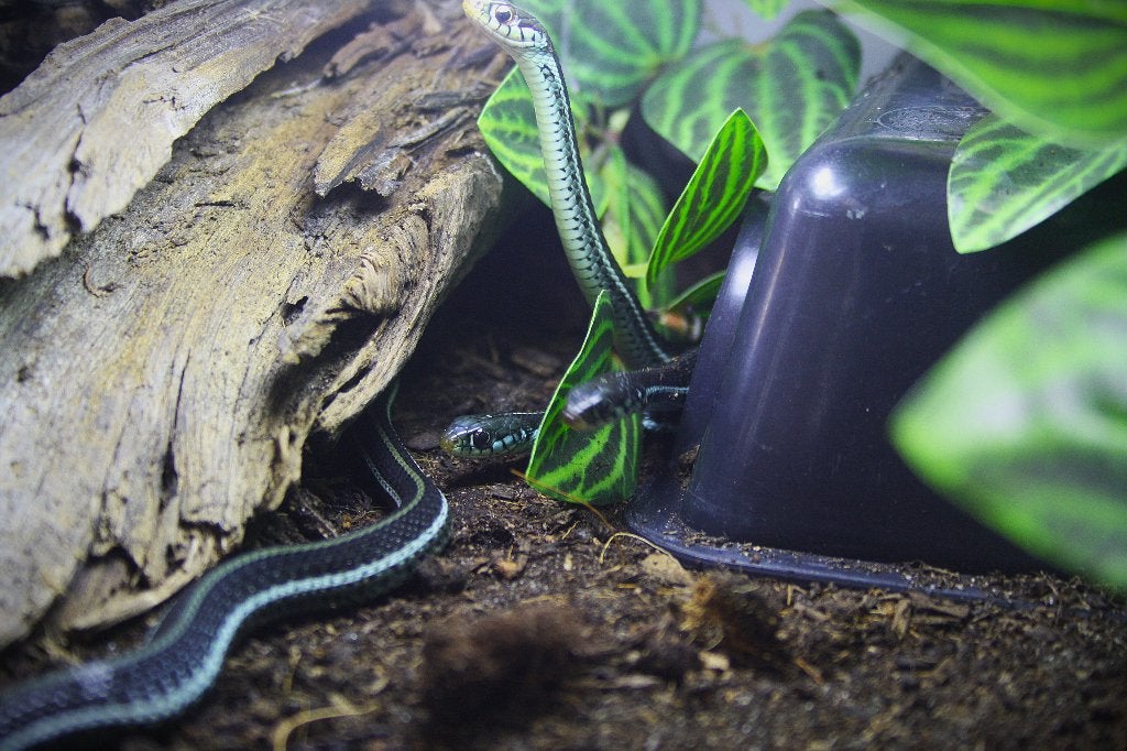 Thamnophis sirtalis similis, Slang, 0 tot 2 jaar