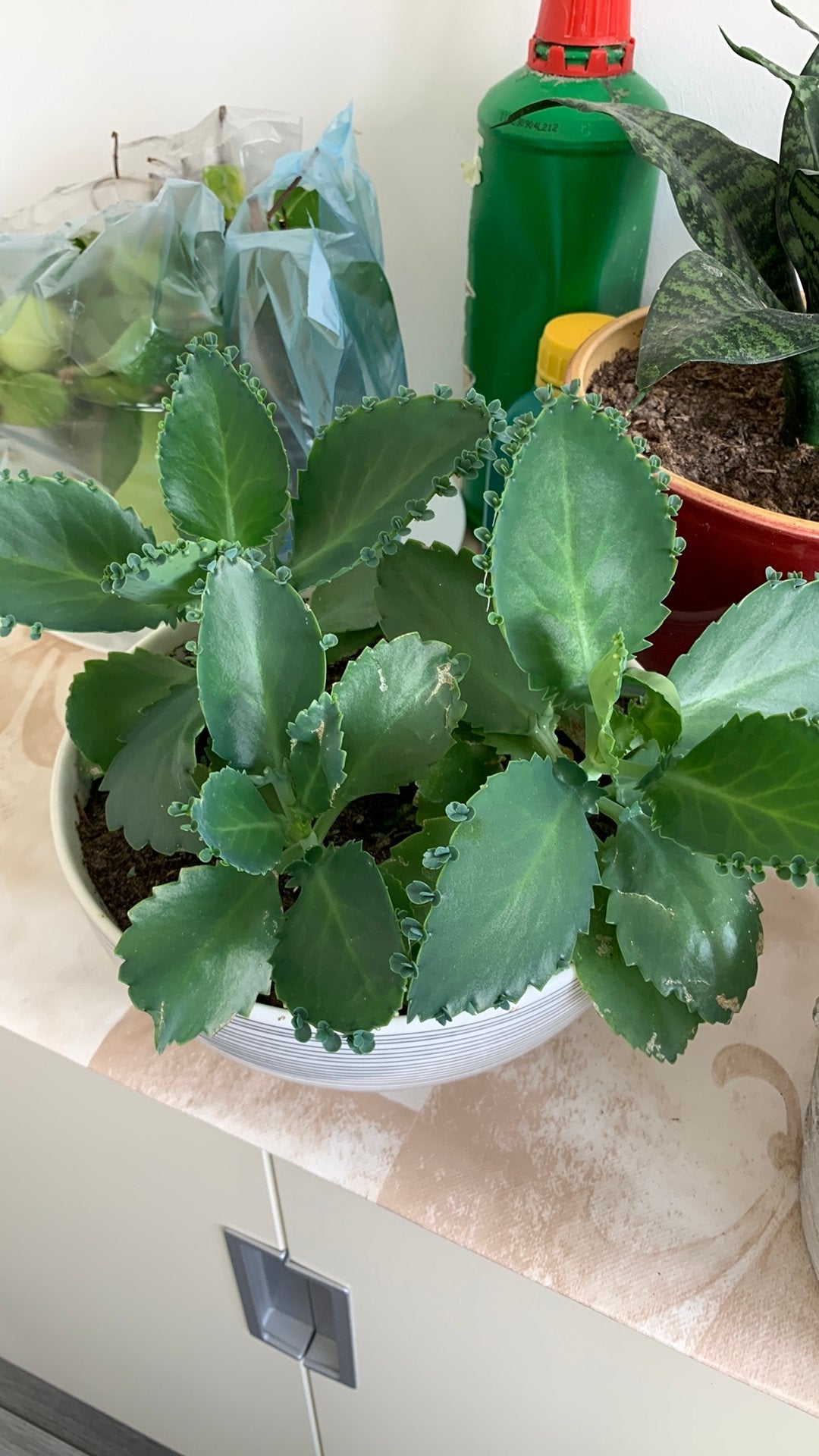 Vet plant met pot €4, Huis en Inrichting, Kamerplanten, Ophalen, Halfschaduw, Minder dan 100 cm