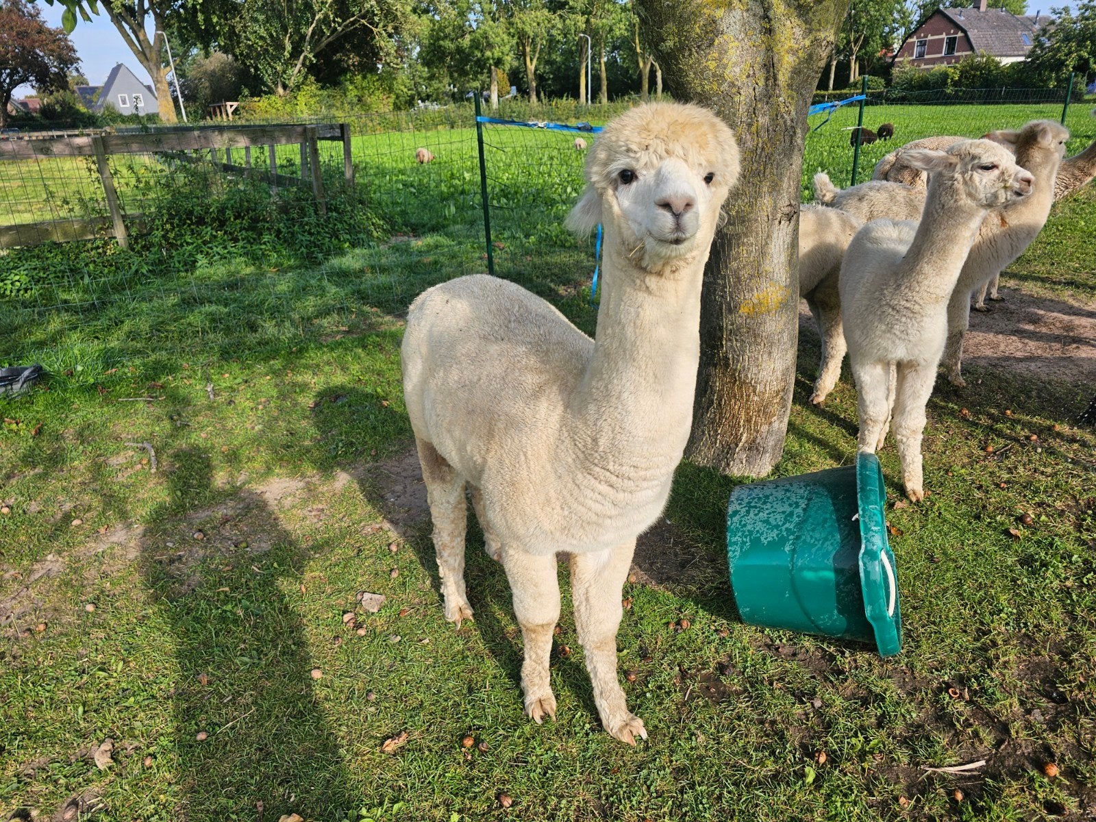 Alpaca ruin en alpaca hengst, mega lief en mooi, Dieren en Toebehoren, Meerdere dieren, Alpaca, 0 tot 2 jaar