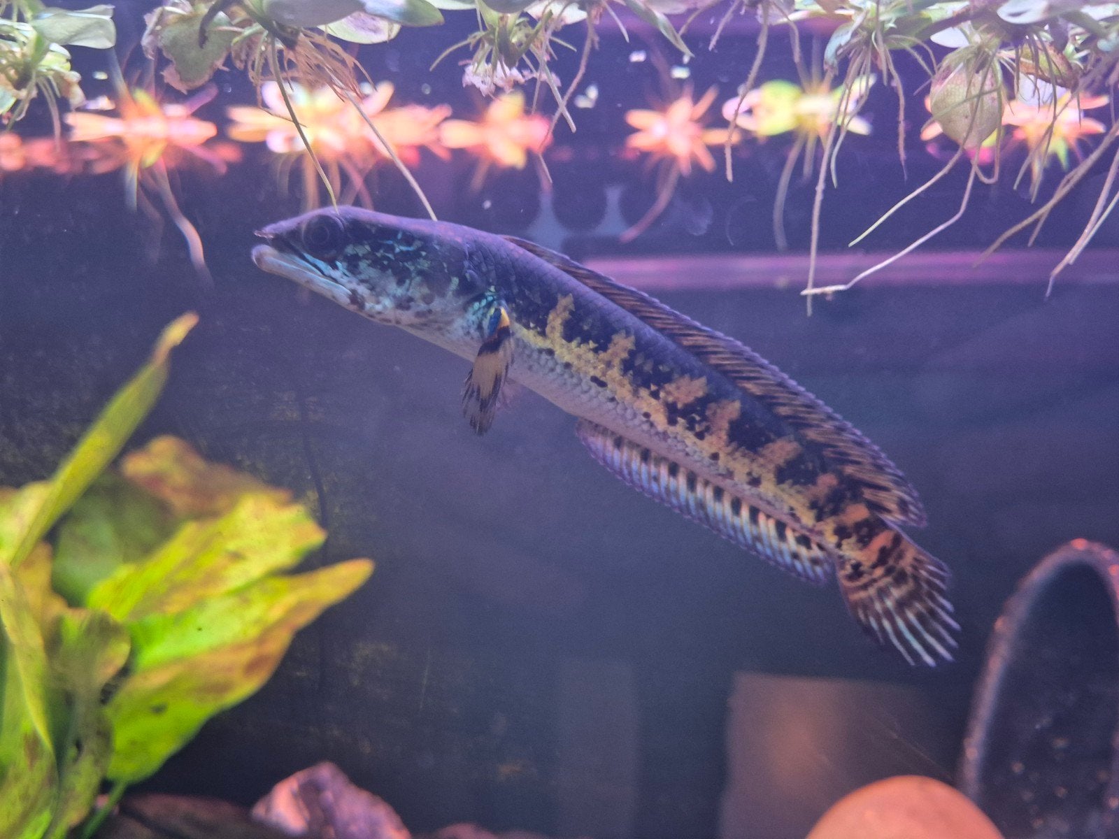Wildvang CHANNA AURANTIMACULATA, Dieren en Toebehoren, Vissen | Aquariumvissen, Vis