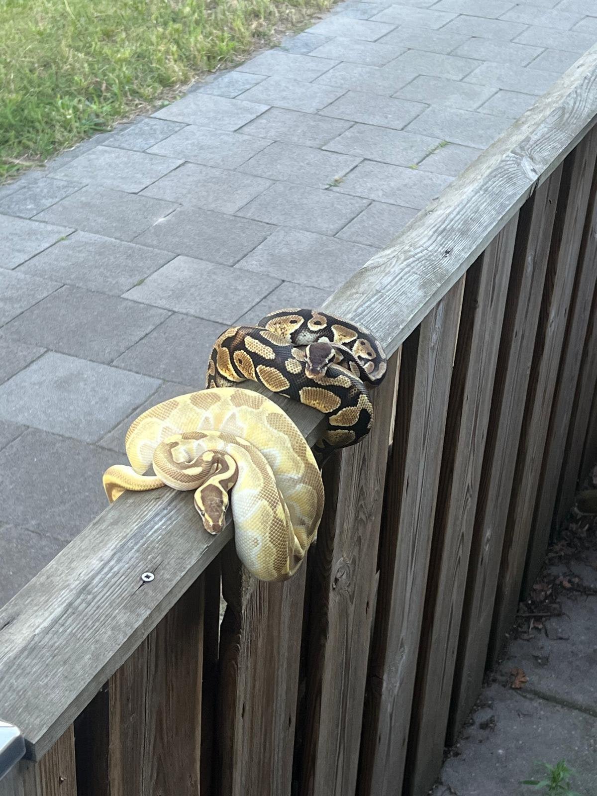Twee prachtige koningspythons – gele en donkere kleurvariant Ball Python photo 4