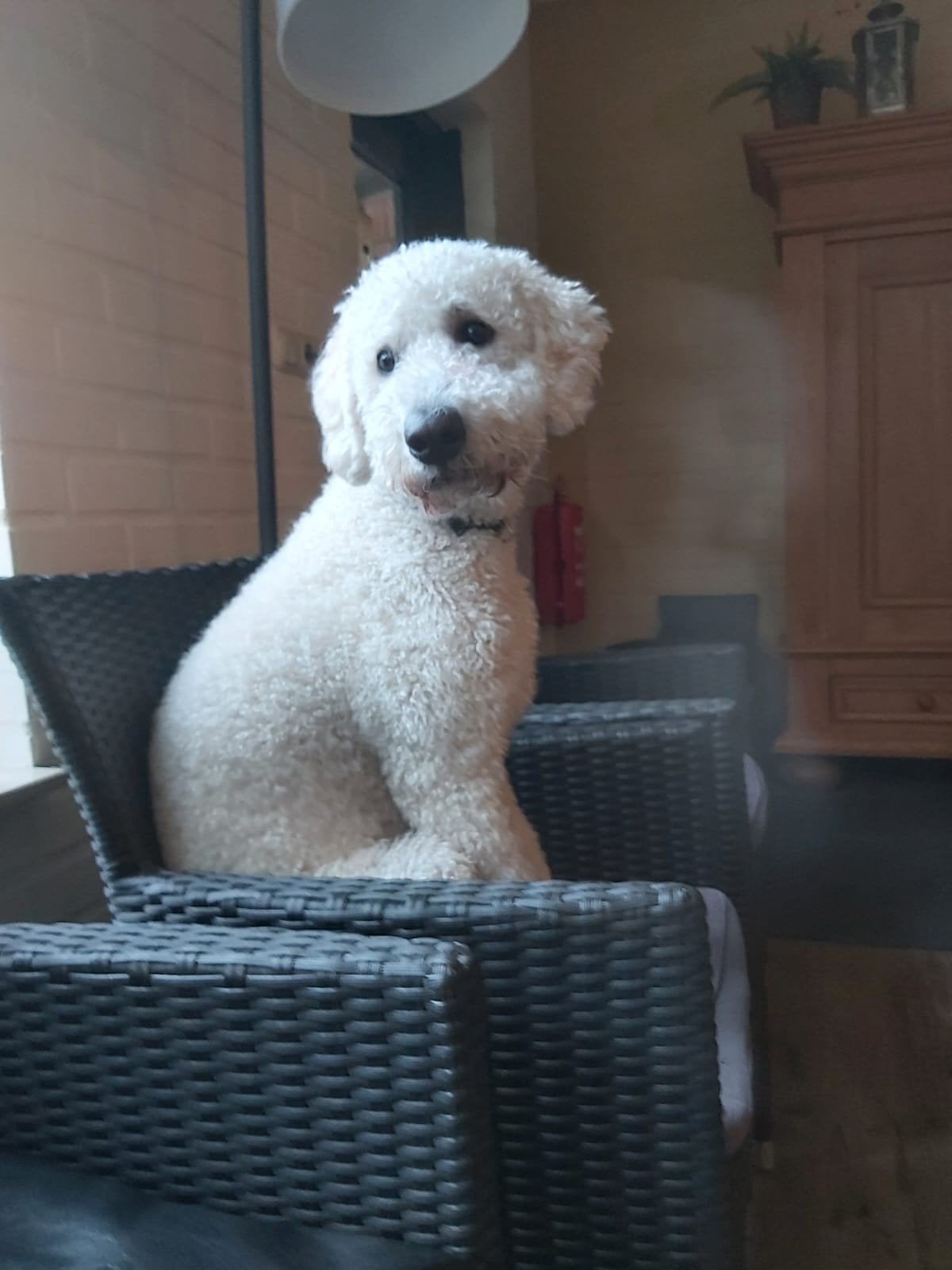 labradoodle 1,8 jaar, 1 tot 2 jaar, Parvo, Eén hond, Nederland