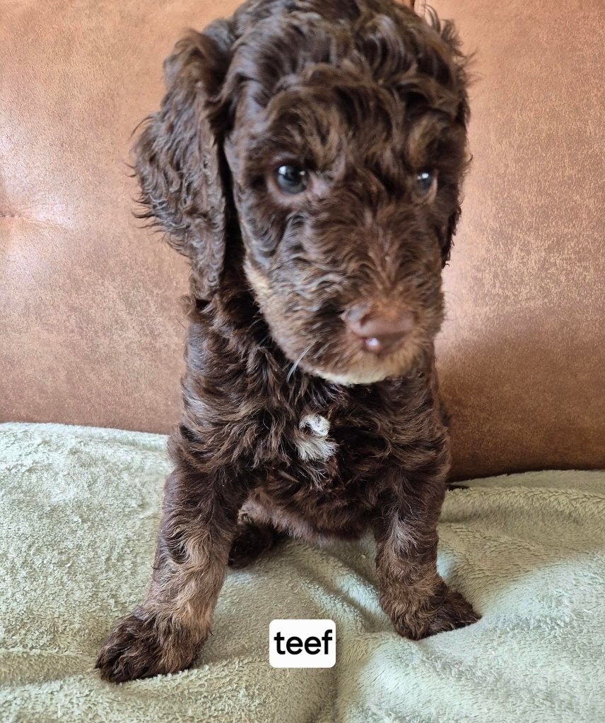 Mooie Konings poedel teef, Dieren en Toebehoren, Honden | Chihuahua's en Gezelschapshonden, Meerdere dieren, Poedel, Particulier
