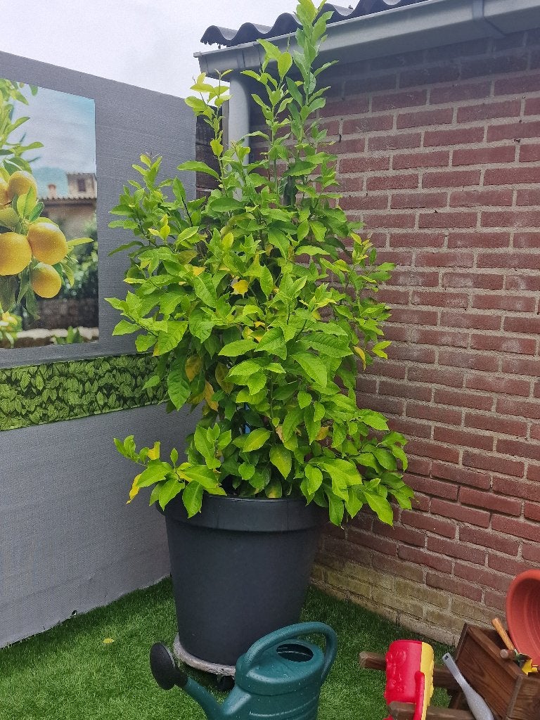 Sinasappelboom, Tuin en Terras, Ophalen, Overige soorten, Volle zon, Bloeit niet