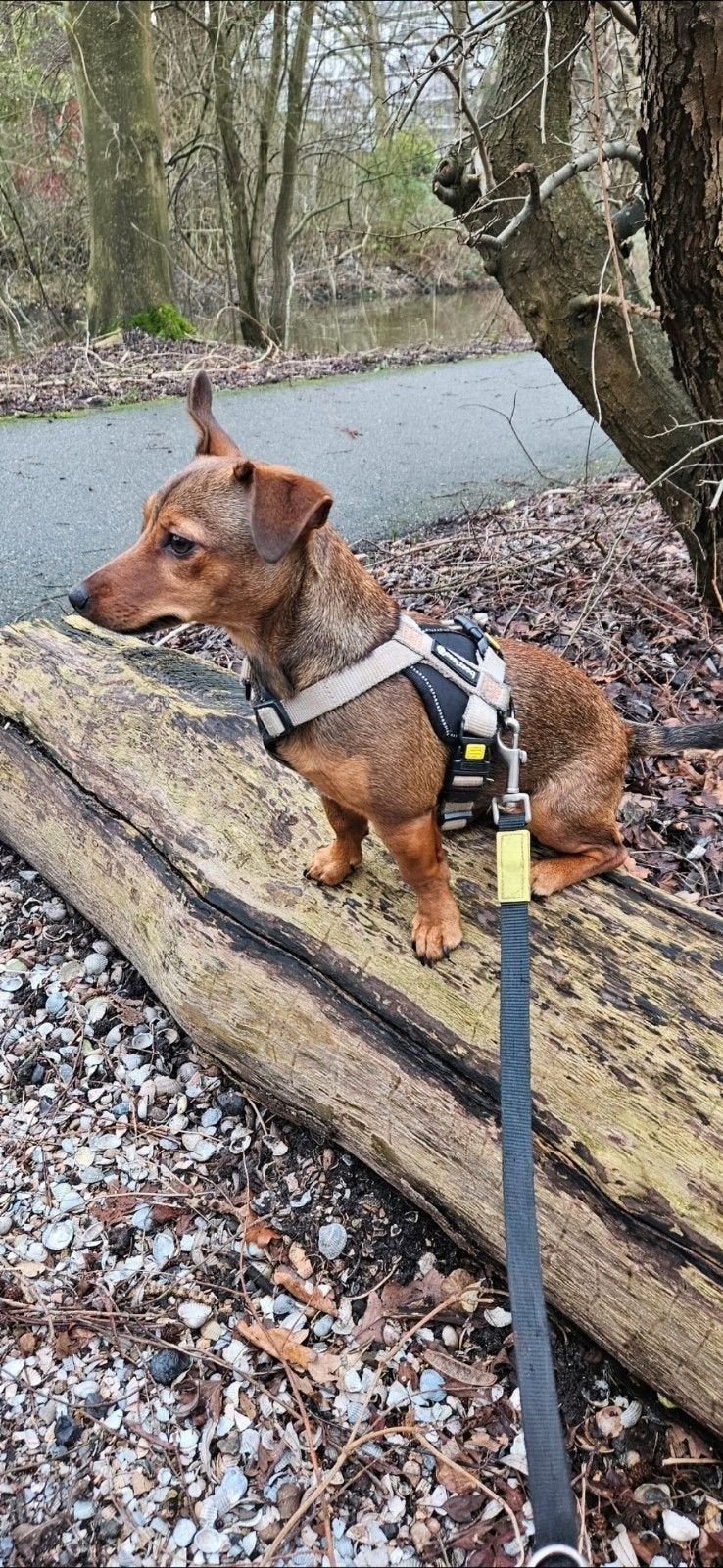 Lieve jack russel, Jack Russell Terriër, 1 tot 2 jaar, Teef, Eén hond