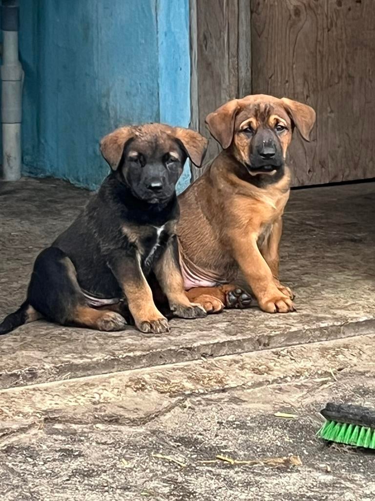 Berner sennen kruising, Parvo, 8 tot 15 weken, Groot, Meerdere