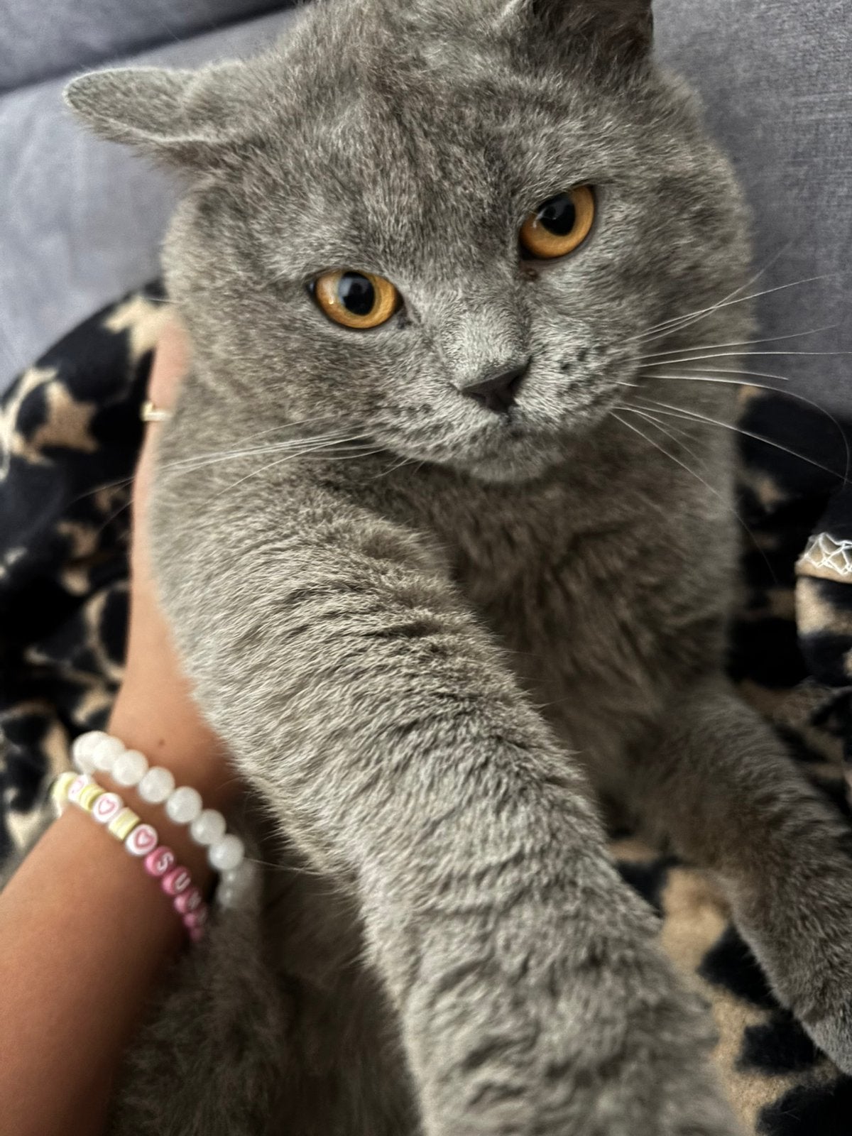 British kittens/ katten, Meerdere dieren, Kortharig, 0 tot 2 jaar