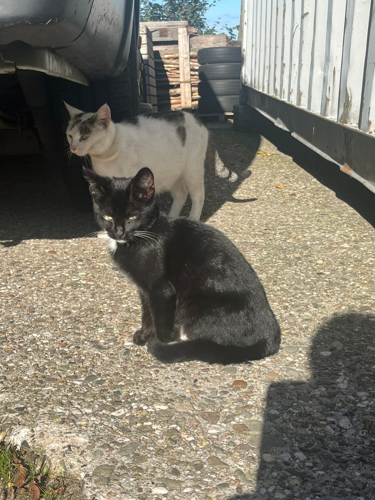 Boerderij kittens, Dieren en Toebehoren
