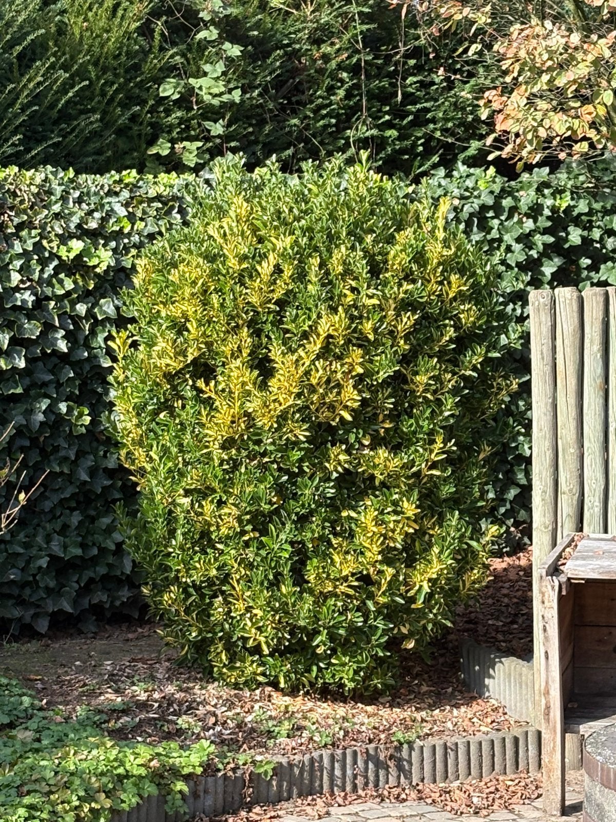 Diverse struiken, Tuin en Terras, Ophalen, Overige soorten, Minder dan 100 cm
