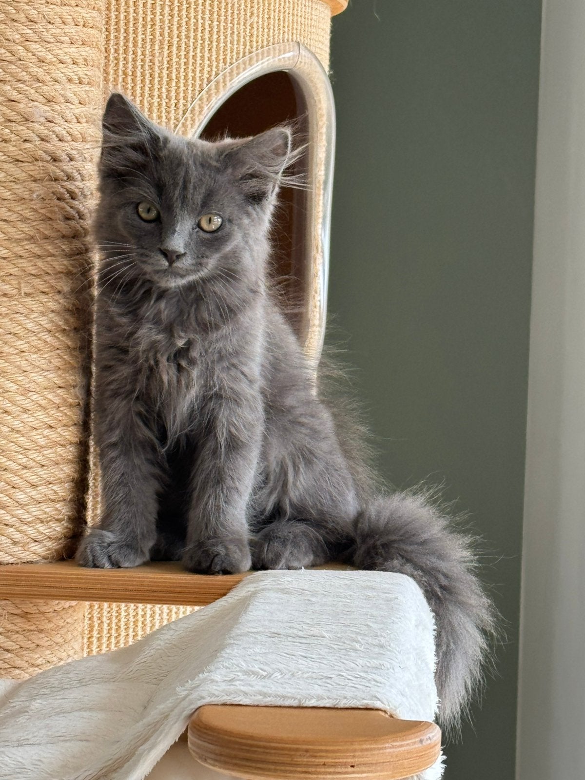 Lief Nebelung x Ragdoll katertje beschikbaar, Dieren en Toebehoren, Kater