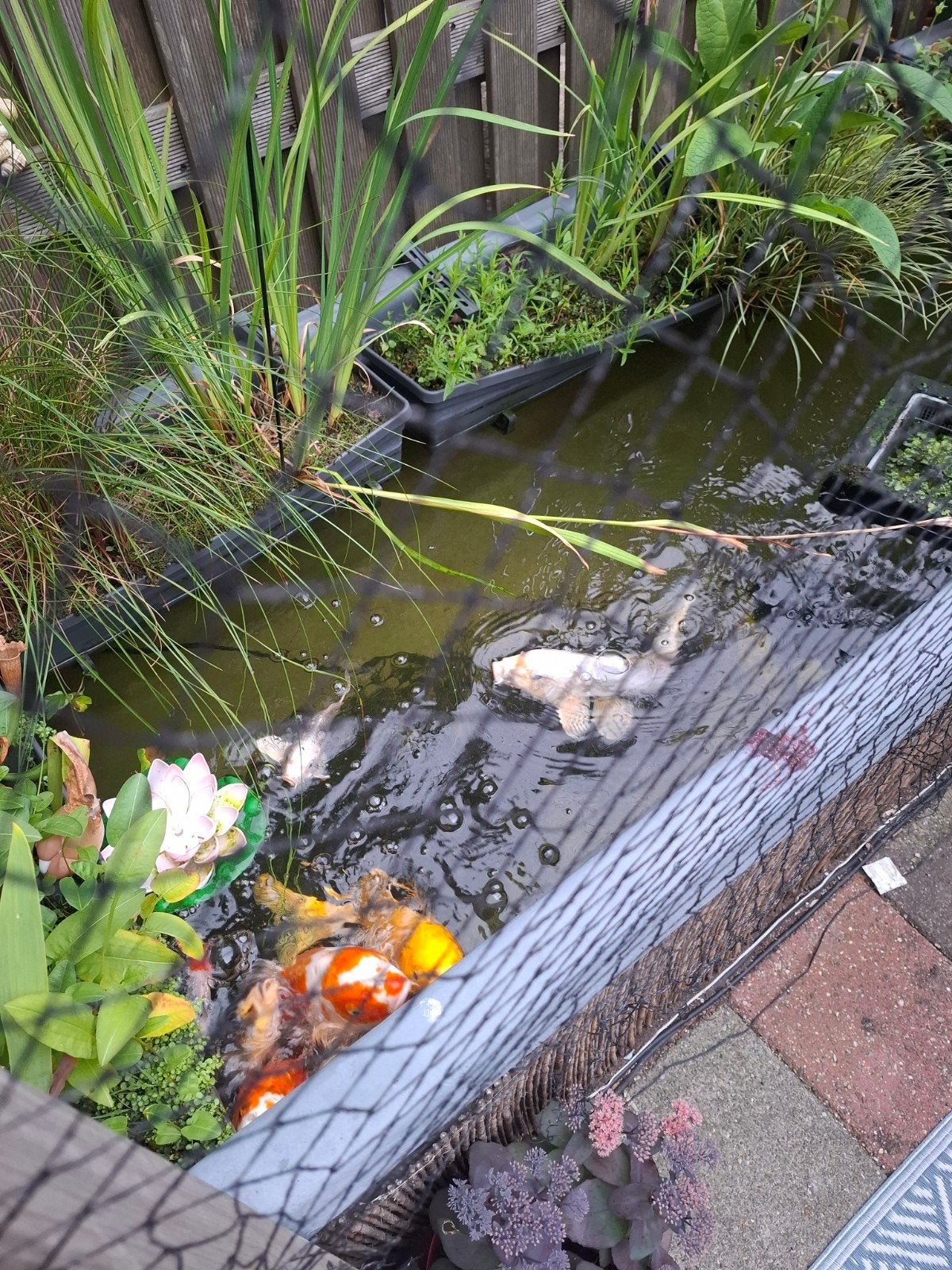 Complete vijver: 3x1x0.6m polyester met houten ombouw, Tuin en Terras, Ophalen