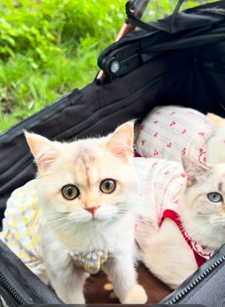 Britse korthaaar, Poes, Ontwormd, 0 tot 2 jaar