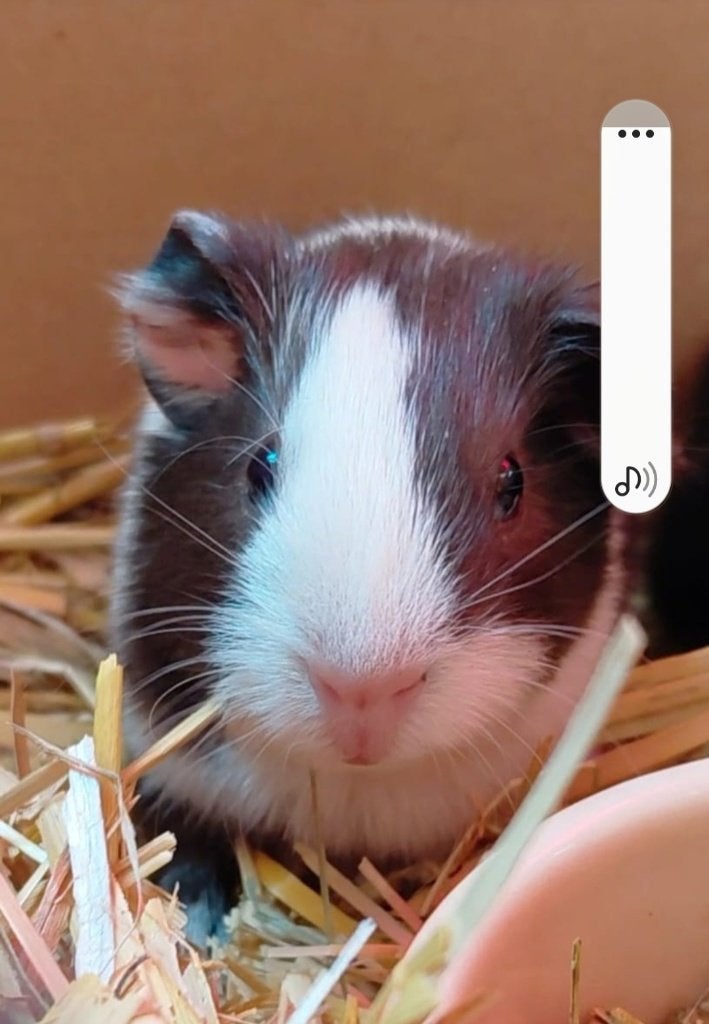 Cavia, grijs met wit, Dieren en Toebehoren, Cavia, Mannelijk, Juli, Tam