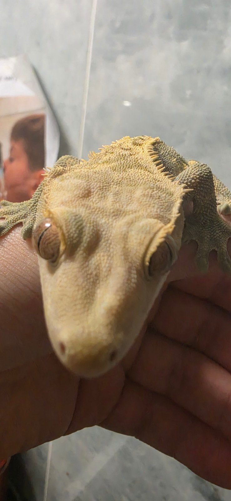 Wimper Gecko ( Crested Gecko) mannetje Crested Gecko photo 3