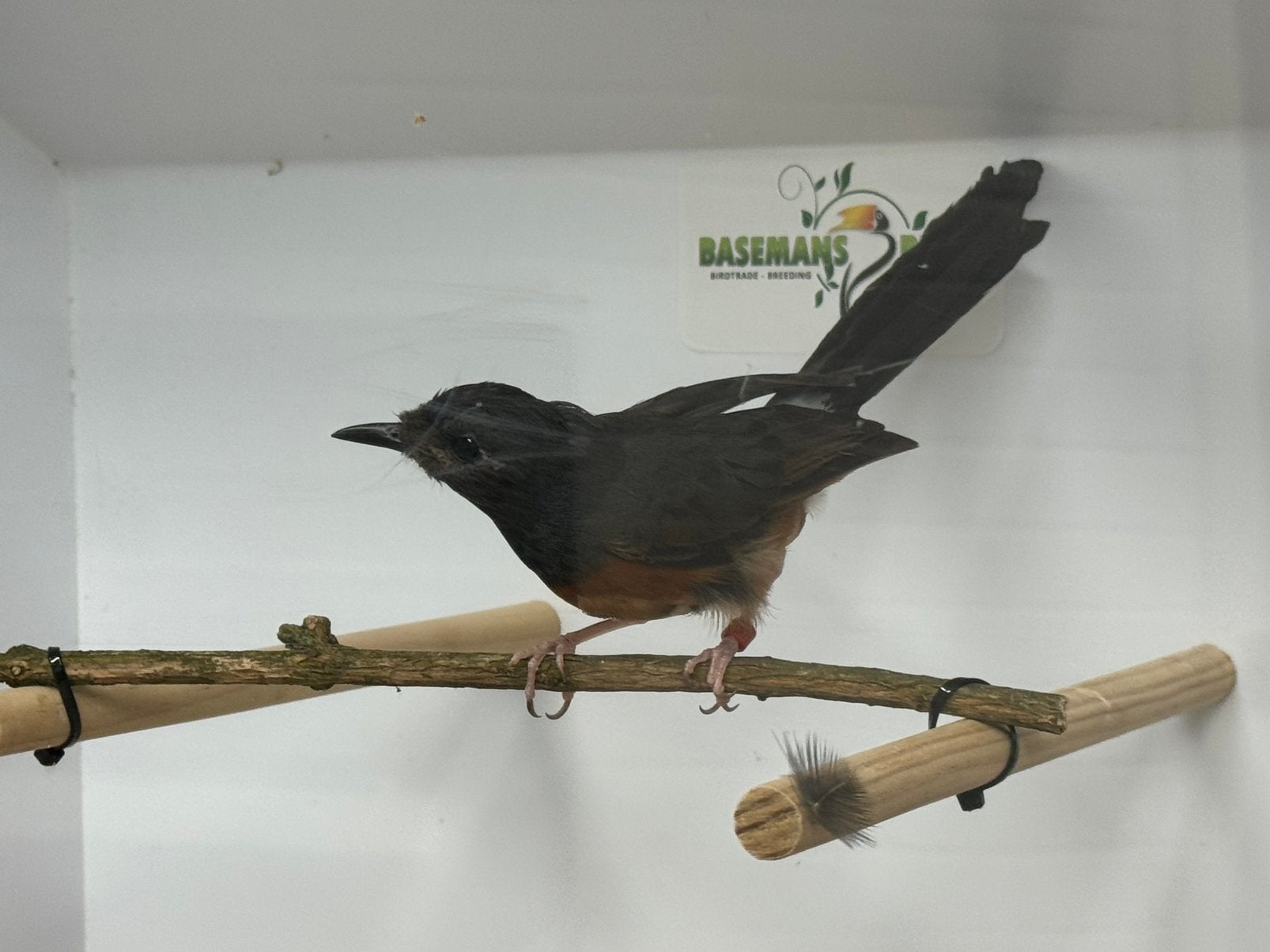 Schamalijsters - Copsychus malabaricus, Meerdere dieren, Geringd