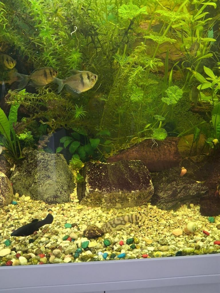Verschillende vissen, Dieren en Toebehoren, Vissen | Aquariumvissen, Zoetwatervis, Vis