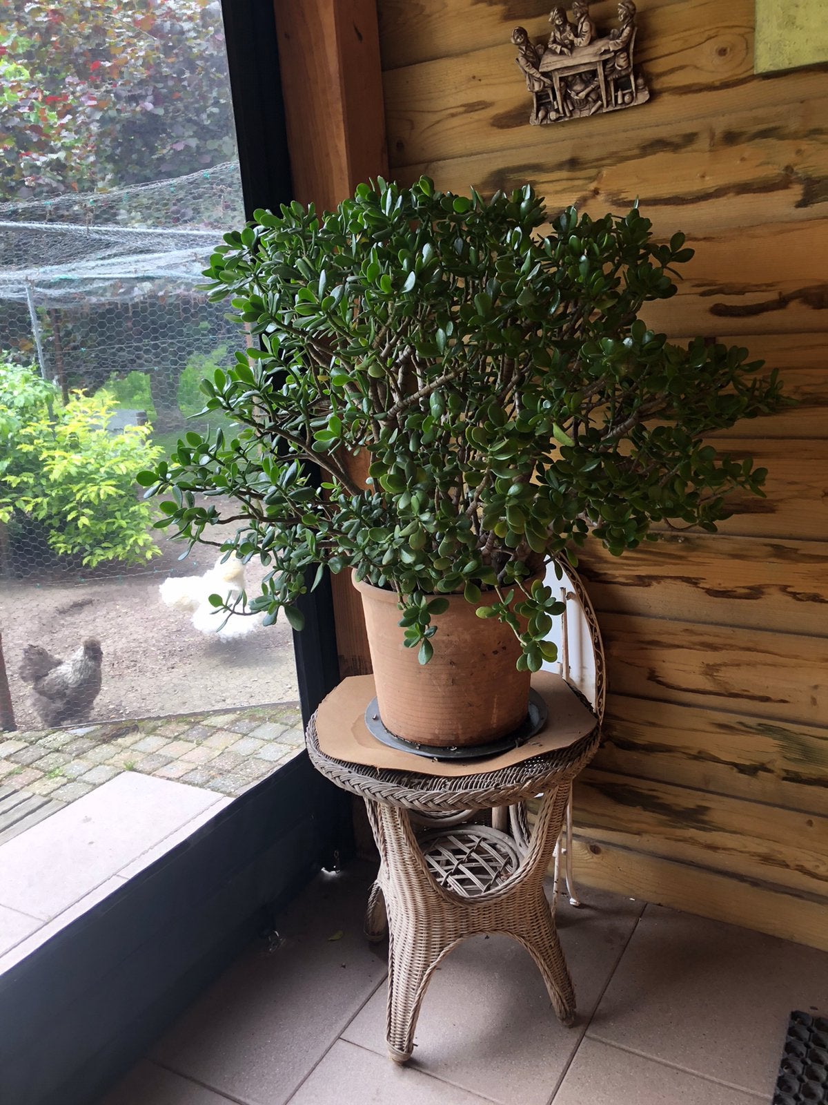 Mooie hele grote Crassula Ovata plant 90 centimeter hoog., Ophalen, Overige soorten, Volle zon