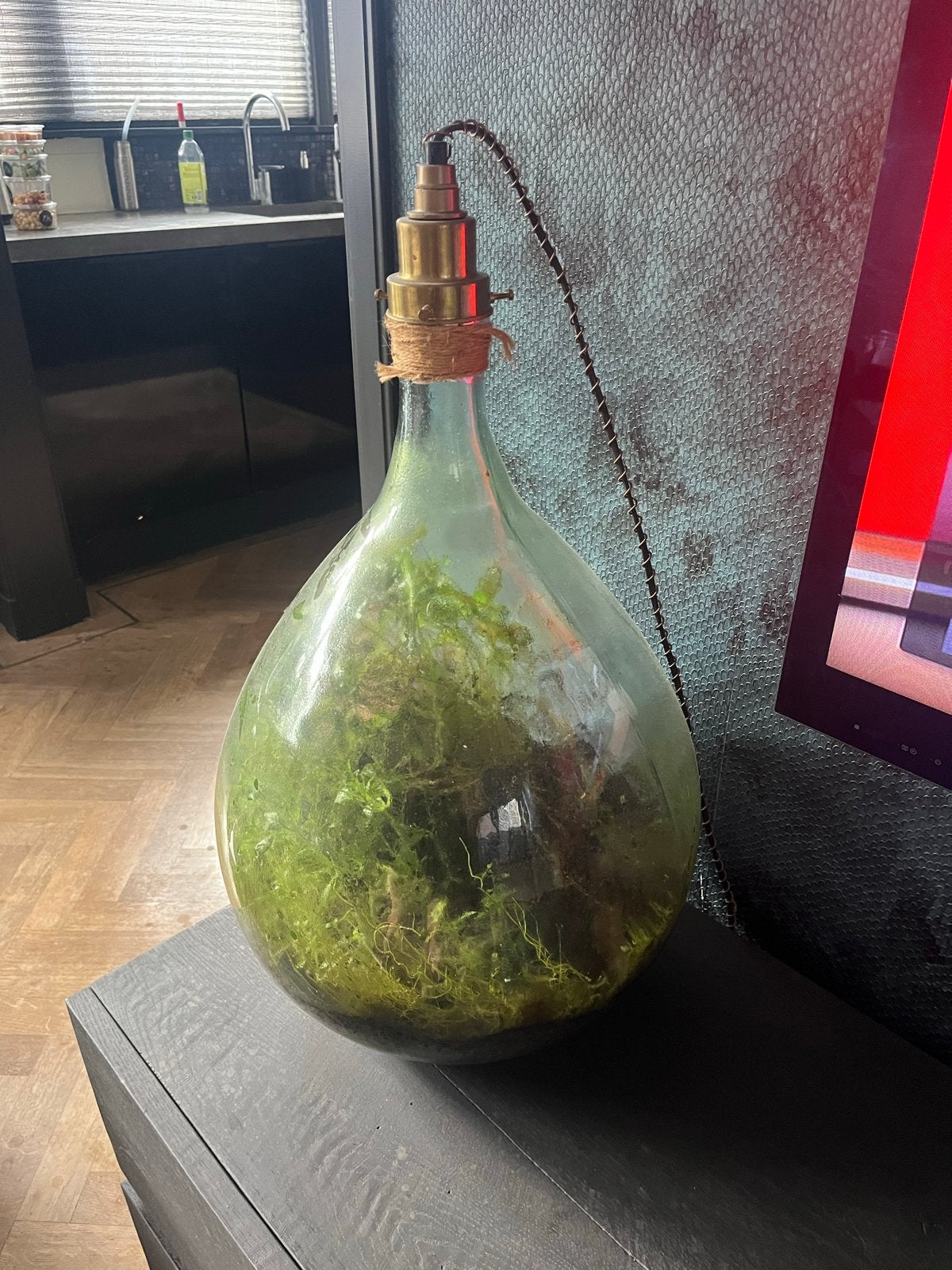 ecosysteem in Glazen Fles met Verlichting, Ophalen, Groen, Gebruikt, Modern