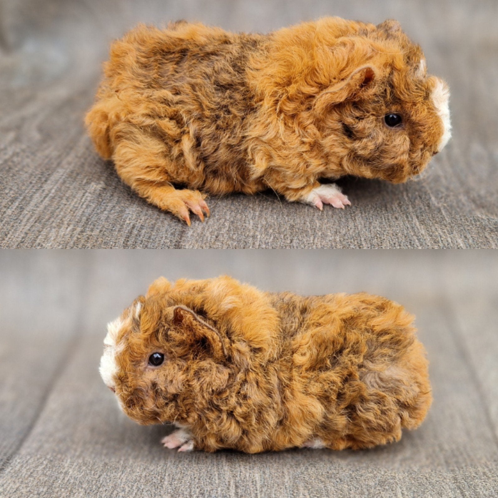 Cavia lunkarya zeugje, Cavia, Juni, Vrouwelijk, Tam