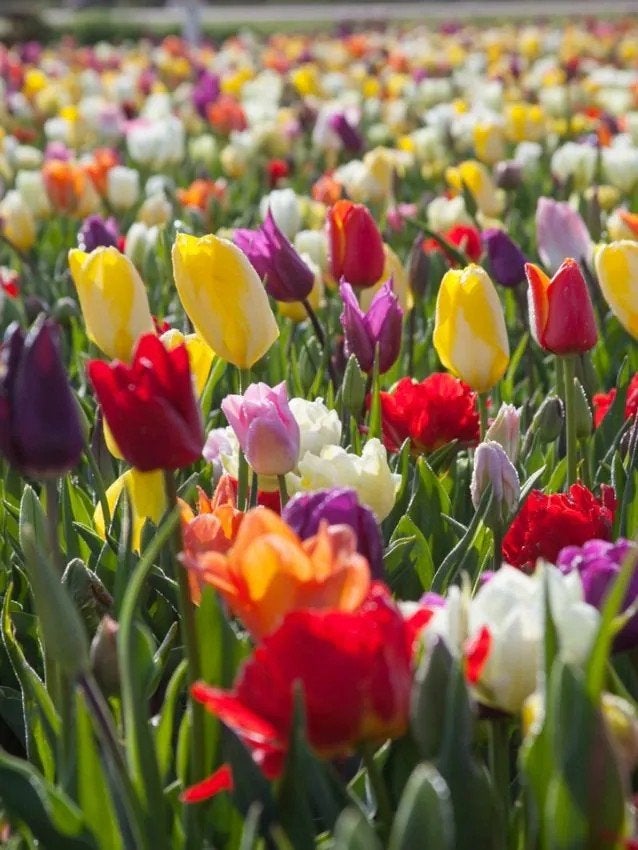 tulpenmix voorjaarsbollen tulpenbollen, Ophalen of Verzenden, Najaar, Volle zon, Bloembol