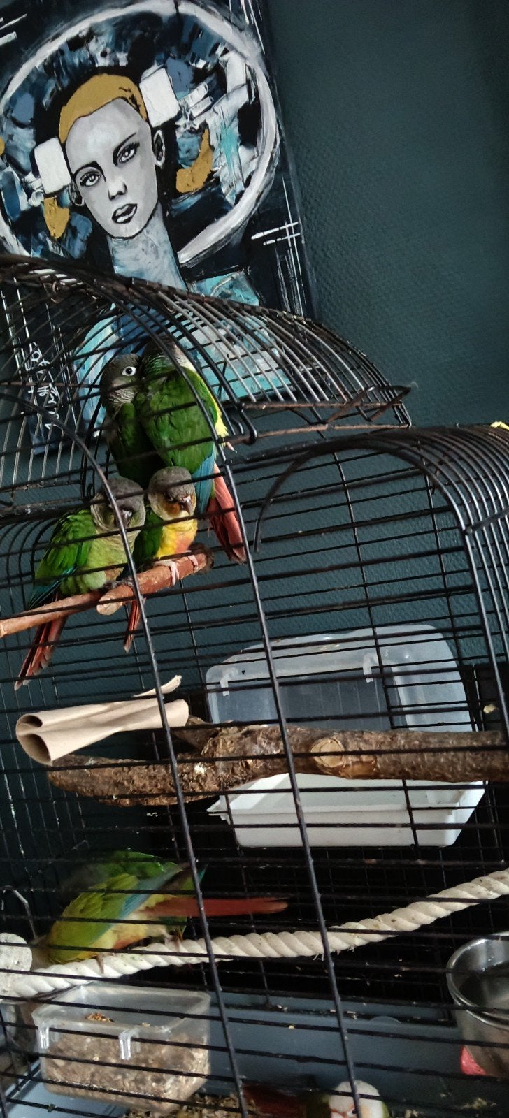 jonge pyrhurra,s nu 12 weken oud, Dieren en Toebehoren, Vogels | Parkieten en Papegaaien, Meerdere dieren, Parkiet