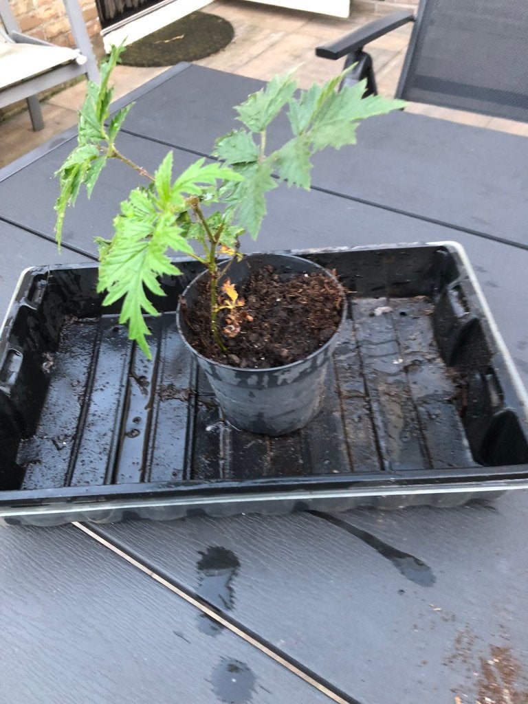 Te koop stekken van de braam., Ophalen of Verzenden, Minder dan 100 cm, Overige soorten, Lente