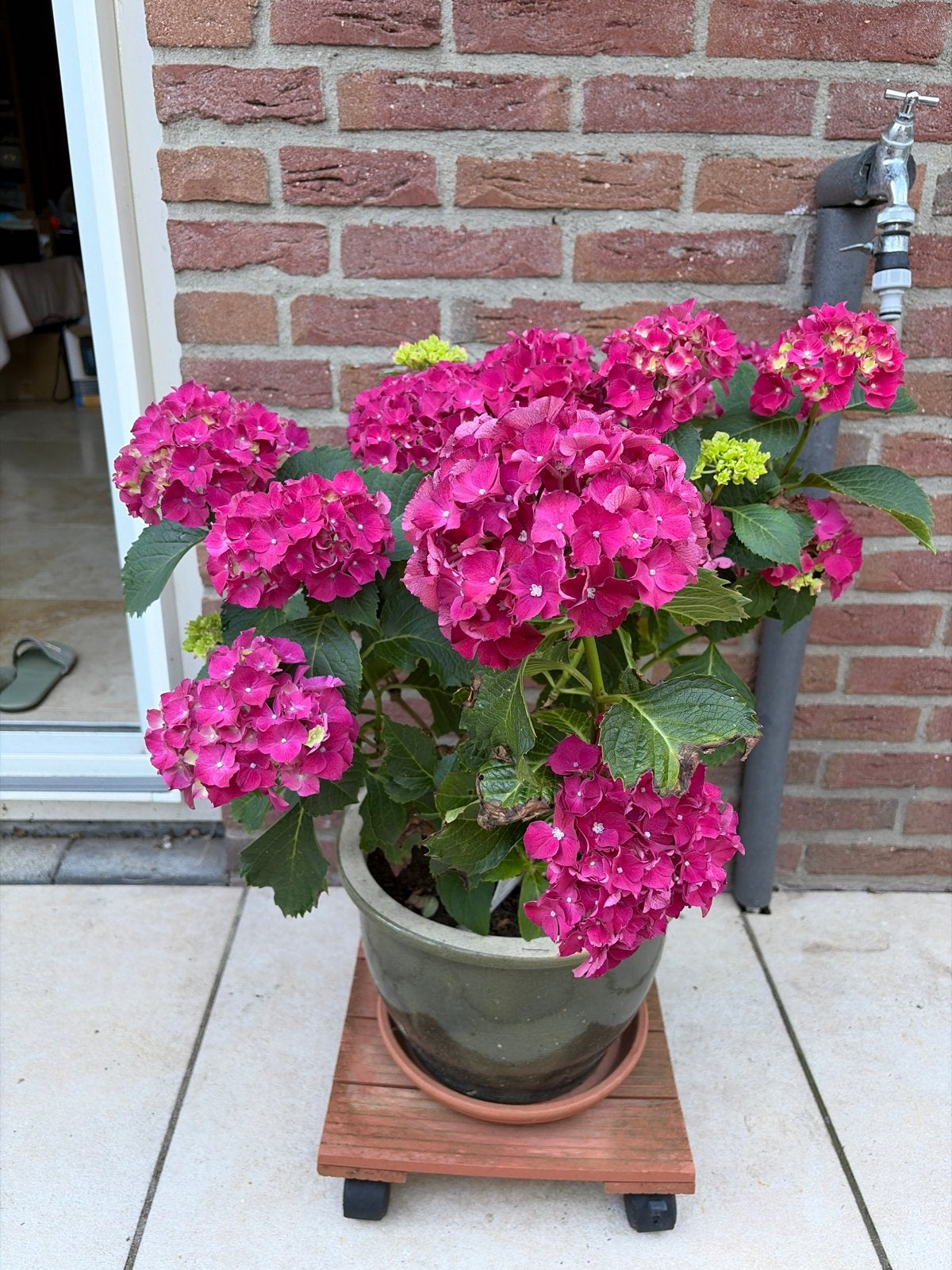 Hortensia, Tuin en Terras, Vaste plant, Halfschaduw, Zomer, Ophalen