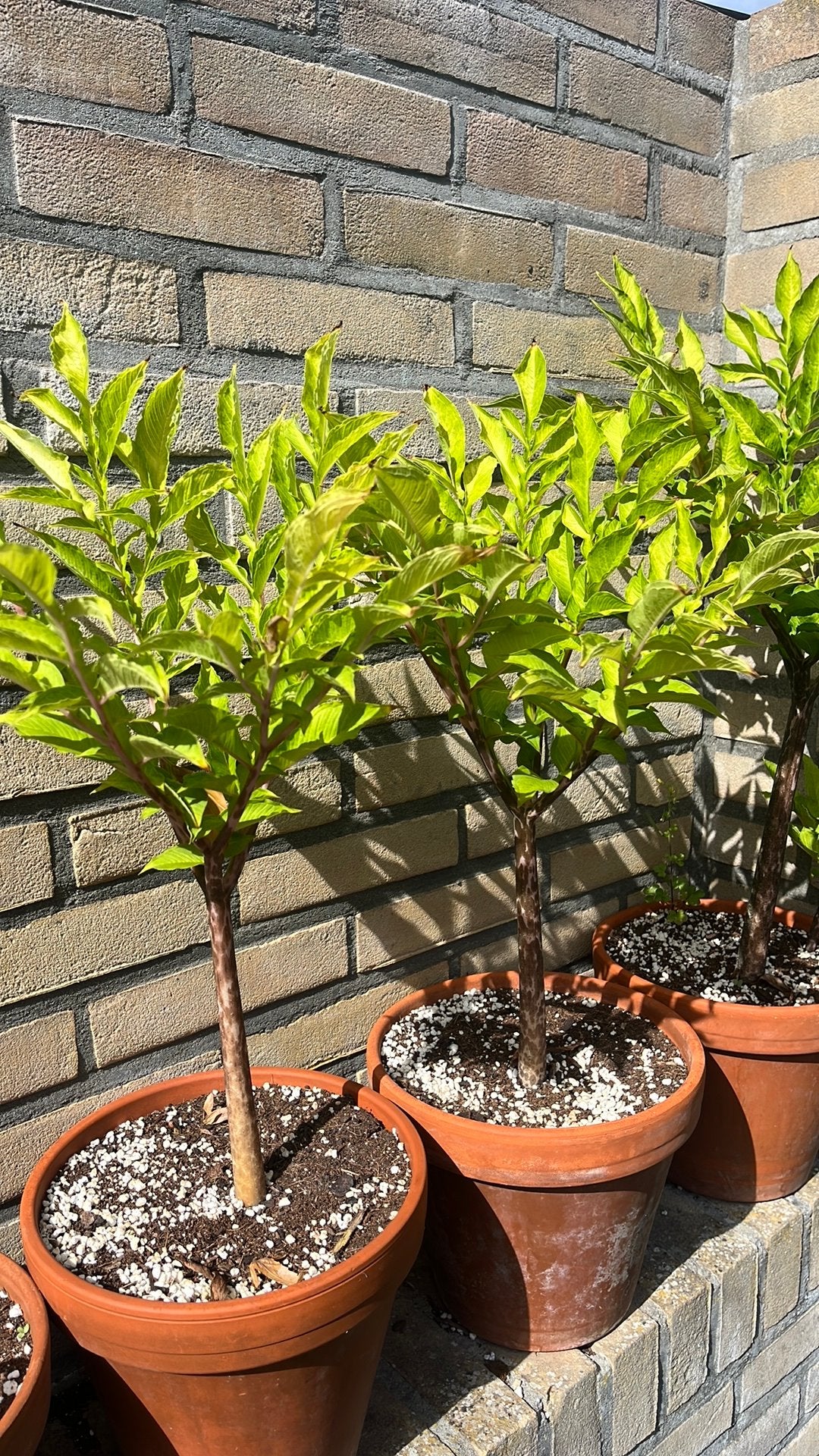 Amorphophallus konjac planten, Ophalen of Verzenden