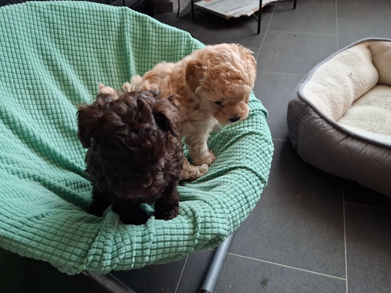 2 super kleine toypoedeltjes, Poedel, Reu, Meerdere, Nederland