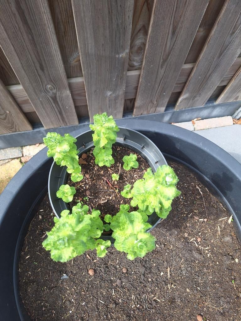 Mojito munt plant sekken, Ophalen, Overige soorten, Volle zon