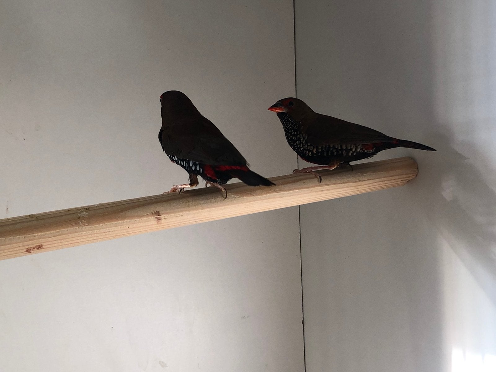 Emblema picta astrilde, Dieren en Toebehoren, Vogels | Overige Vogels, Meerdere dieren