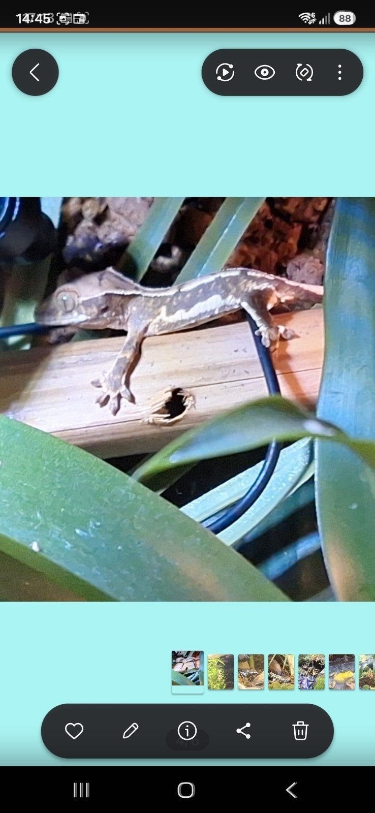 crested gecko lilly white male Crested Gecko photo 6