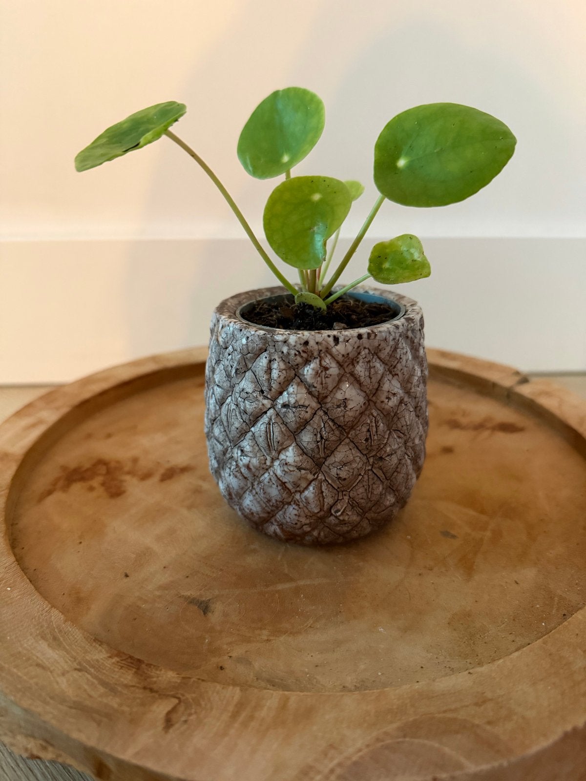 Bloempot met pannenkoekplantje - Bruin/Wit, 8 cm hoog, Huis en Inrichting, Overige soorten, In pot, Minder dan 100 cm, Groene kamerplant