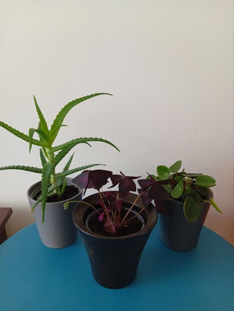 Aloë Vera, vlinder plant, pannenkoek plant., Ophalen of Verzenden, Halfschaduw, Minder dan 100 cm