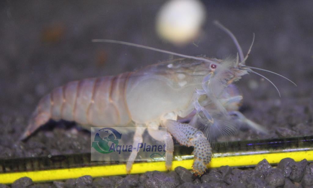 Blauwe Waaierhandgarnaal, Dieren en Toebehoren, Kreeft, Krab of Garnaal, Zoetwatervis