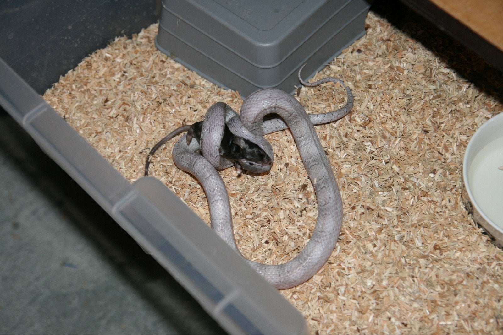 Korenslangen Corn Snake photo 3