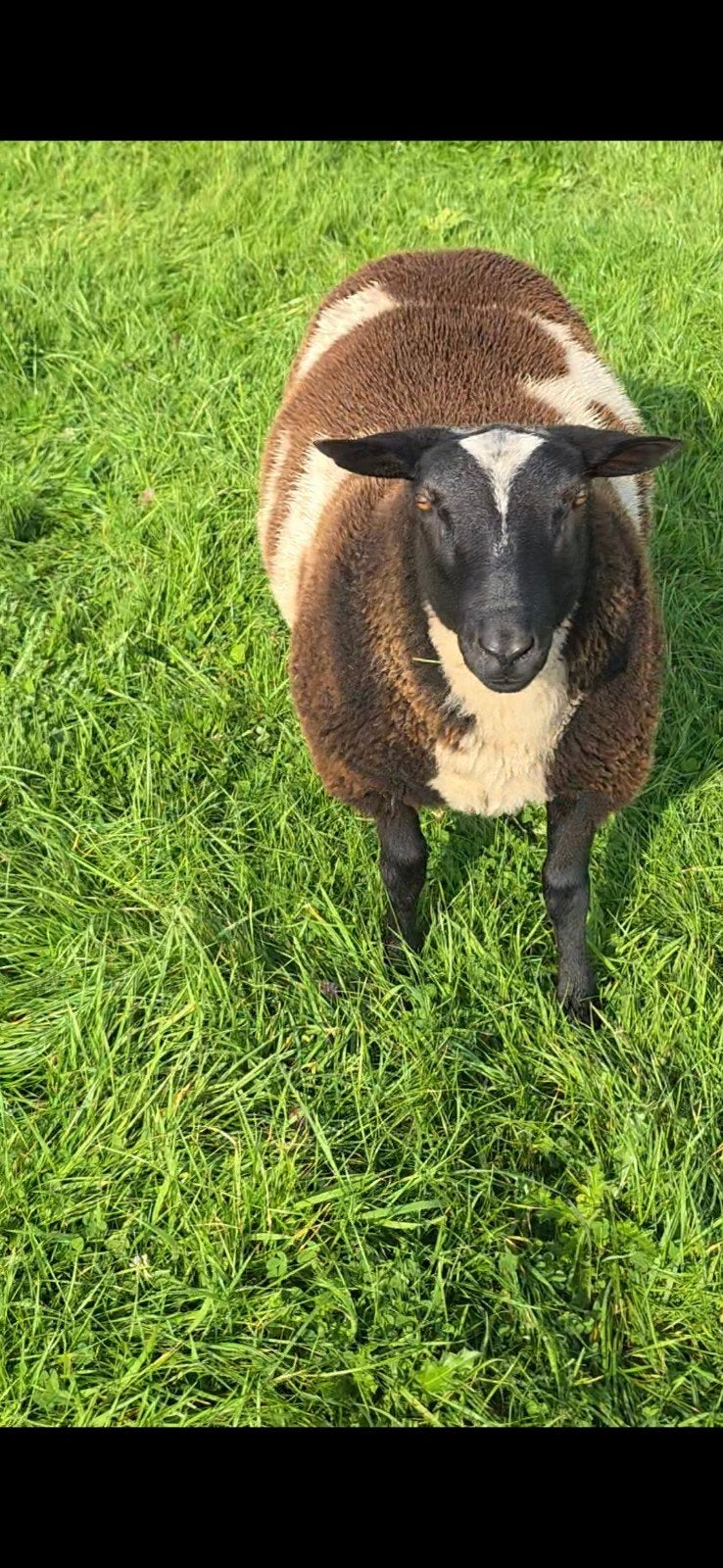 Zwartbles-Bont dekrammen