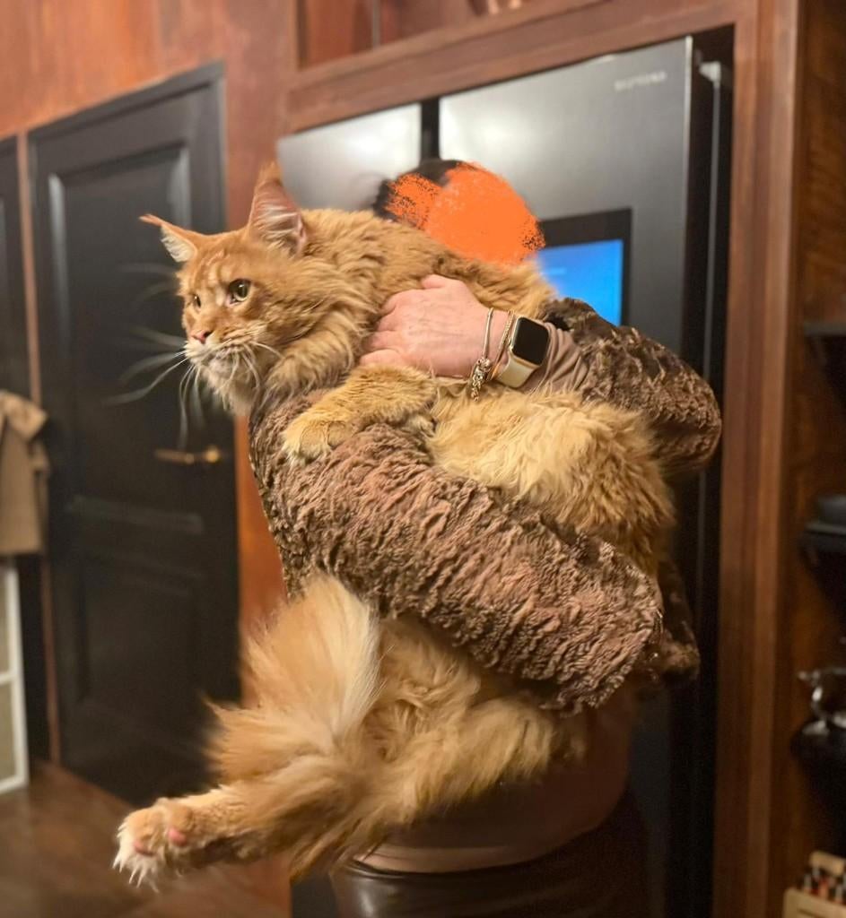 Dekkater Maine Coon XXL, stamboom uit Rus. kampioenslijnen, 6 jaar of ouder
