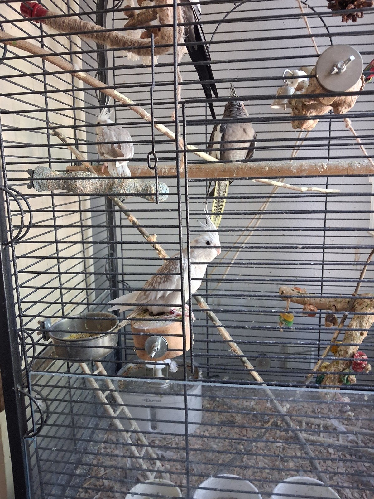 te koop 2 witte vlakparkieten van 5 maanden oud, Dieren en Toebehoren, Vogels | Kanaries, Vrouwelijk, Zangkanarie