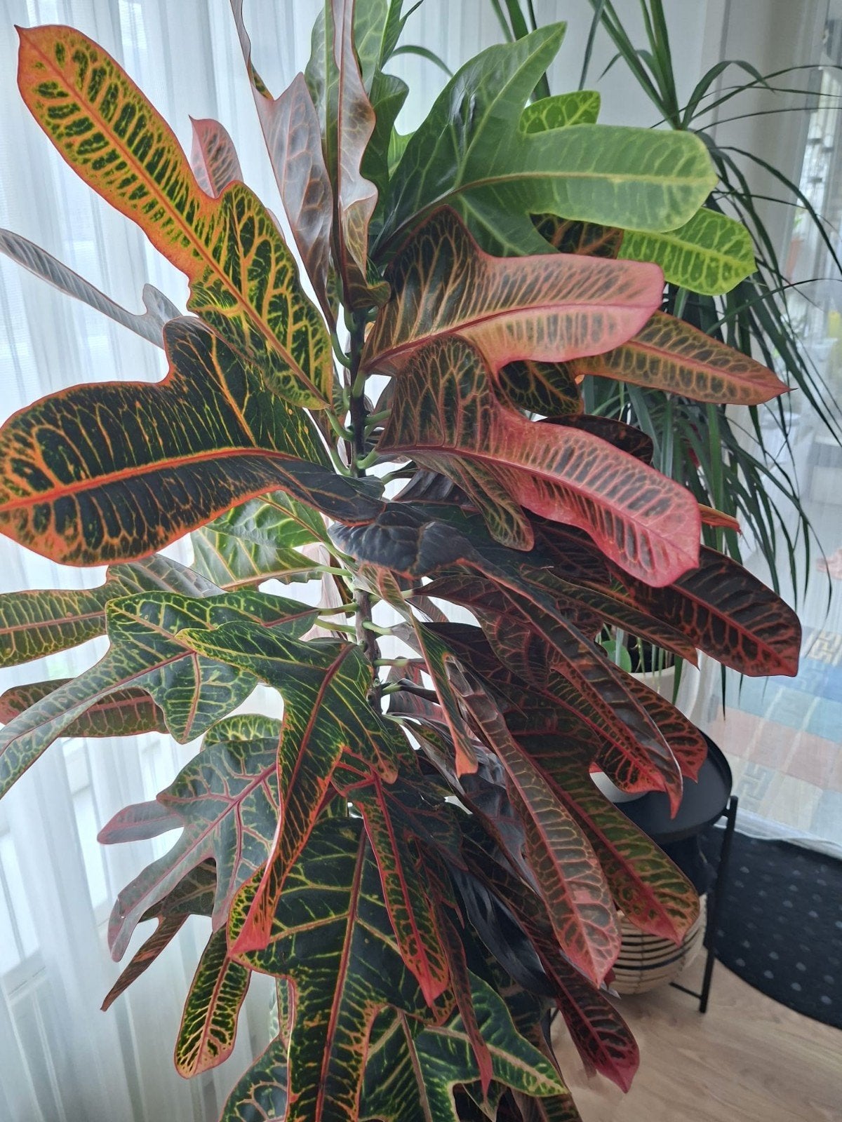 grote kamer plant, Ophalen, Halfschaduw, Minder dan 100 cm