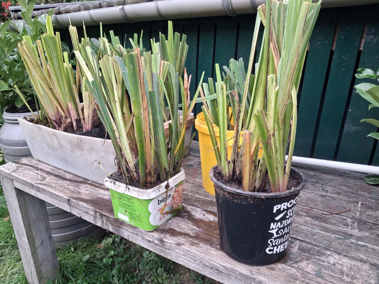 mooie stevige gele irissen, Tuin en Terras, Planten | Tuinplanten, Ophalen of Verzenden, Volle zon