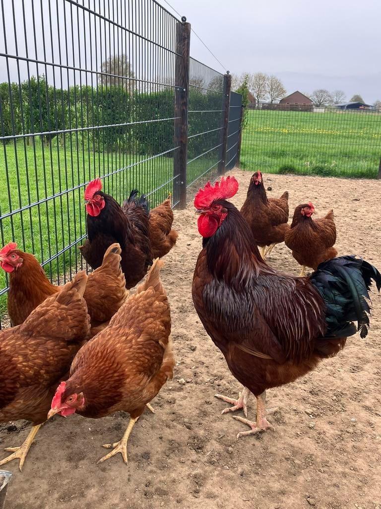 Rhode Island Red kuikens gesekst., Dieren en Toebehoren, Pluimvee, Meerdere dieren, Kip