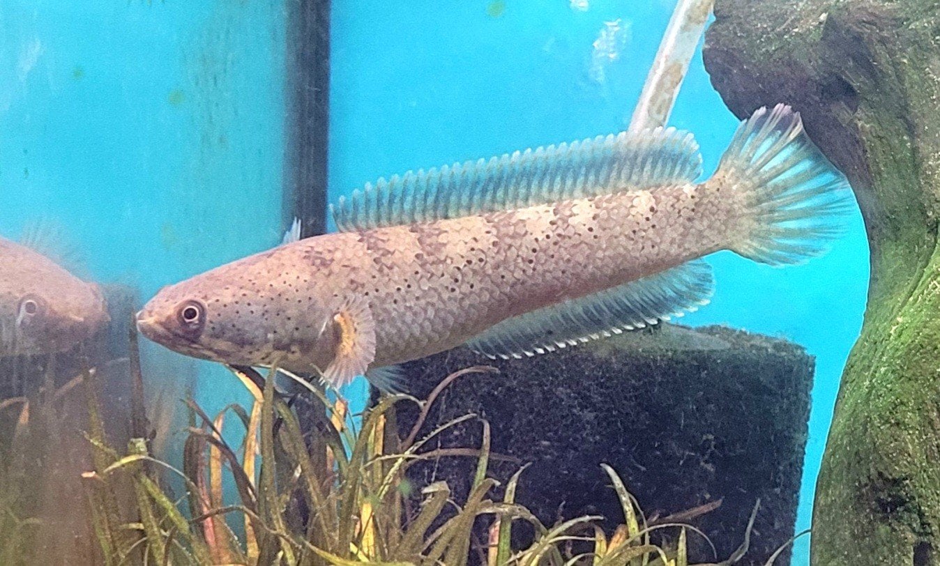 Channa red rim (snake head), Dieren en Toebehoren, Vis
