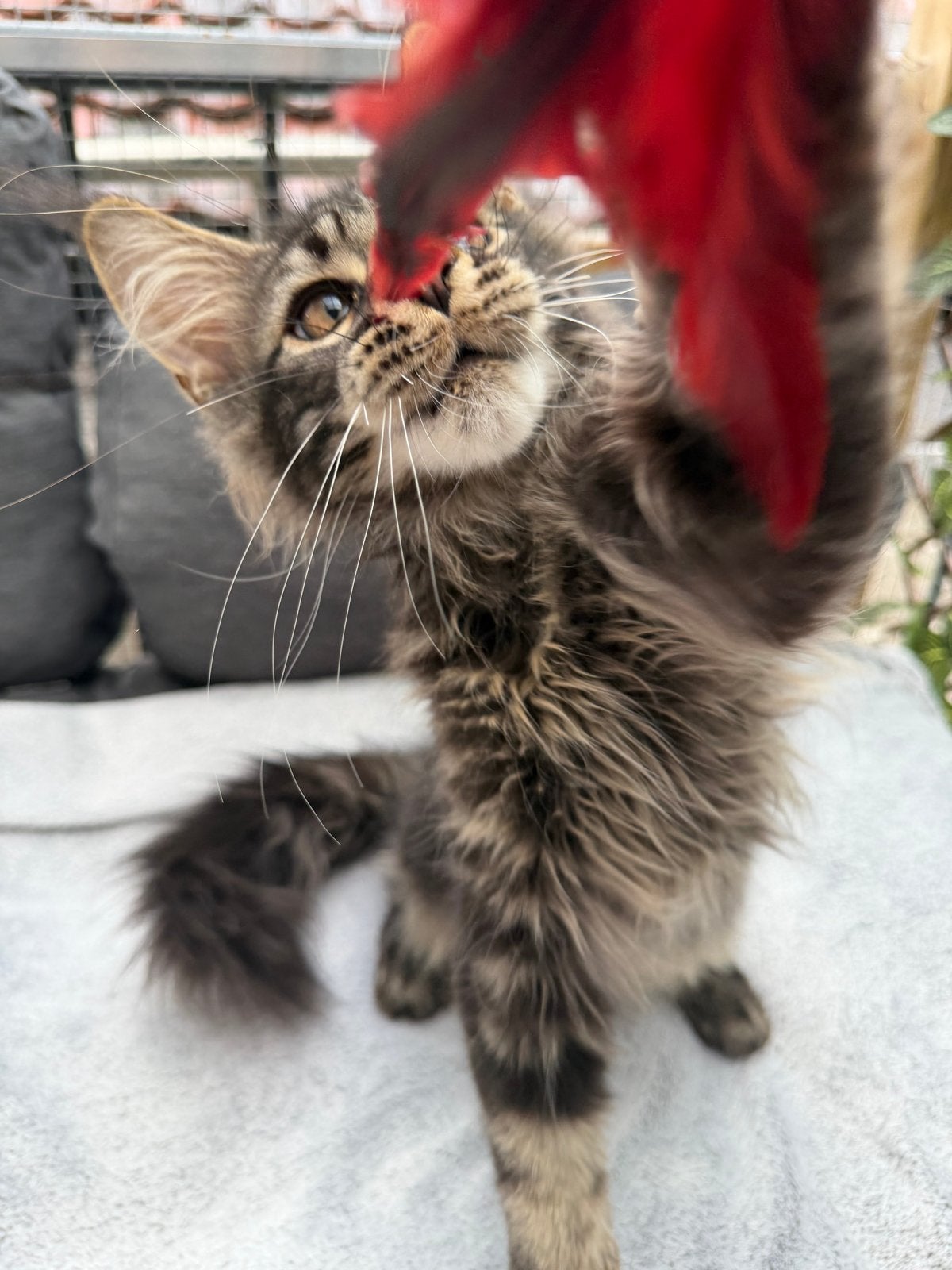 Maine coon kittens xl, Meerdere dieren, Met stamboom