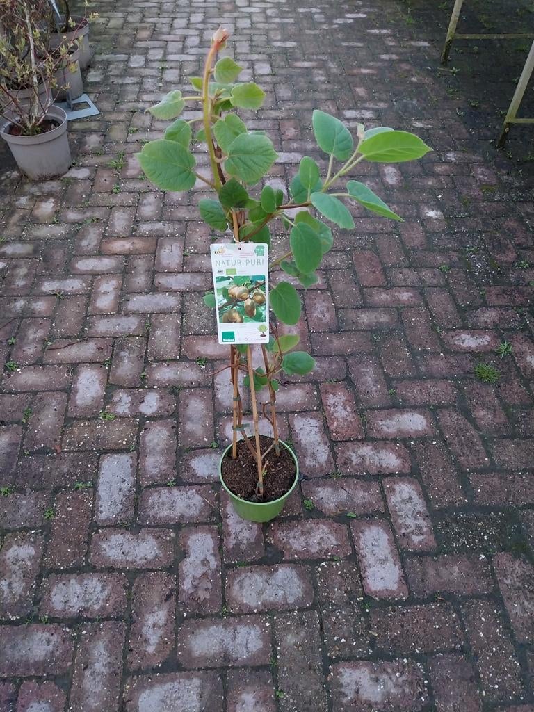 Diverse soorten kiwi planten 80 cm hoog. Biologisch gekweekt, Ophalen, Overige soorten, Volle zon