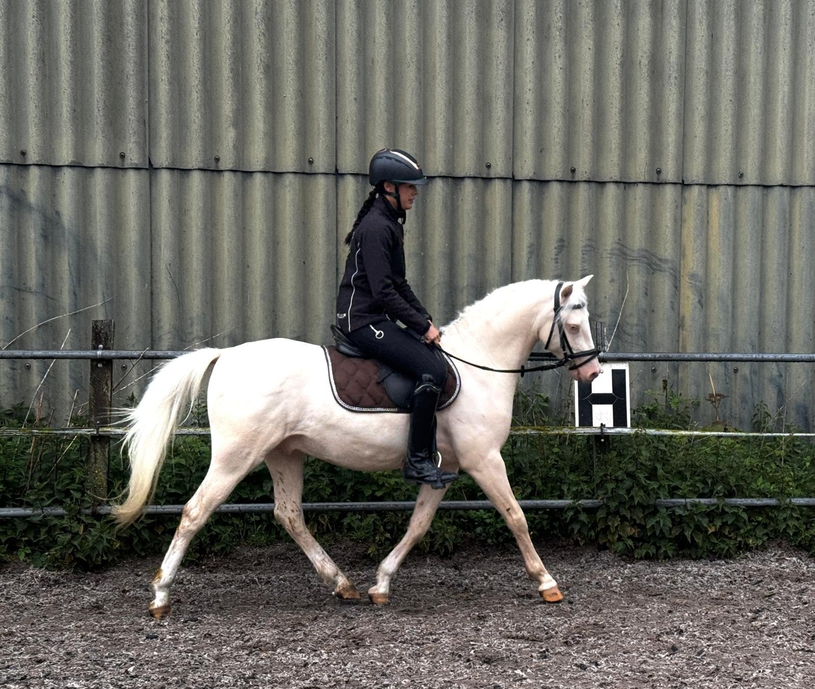 Welsh B Kinder pony te lease of koop., Dieren en Toebehoren, Minder dan 160 cm, Met stamboom, Ruin, Zadelmak