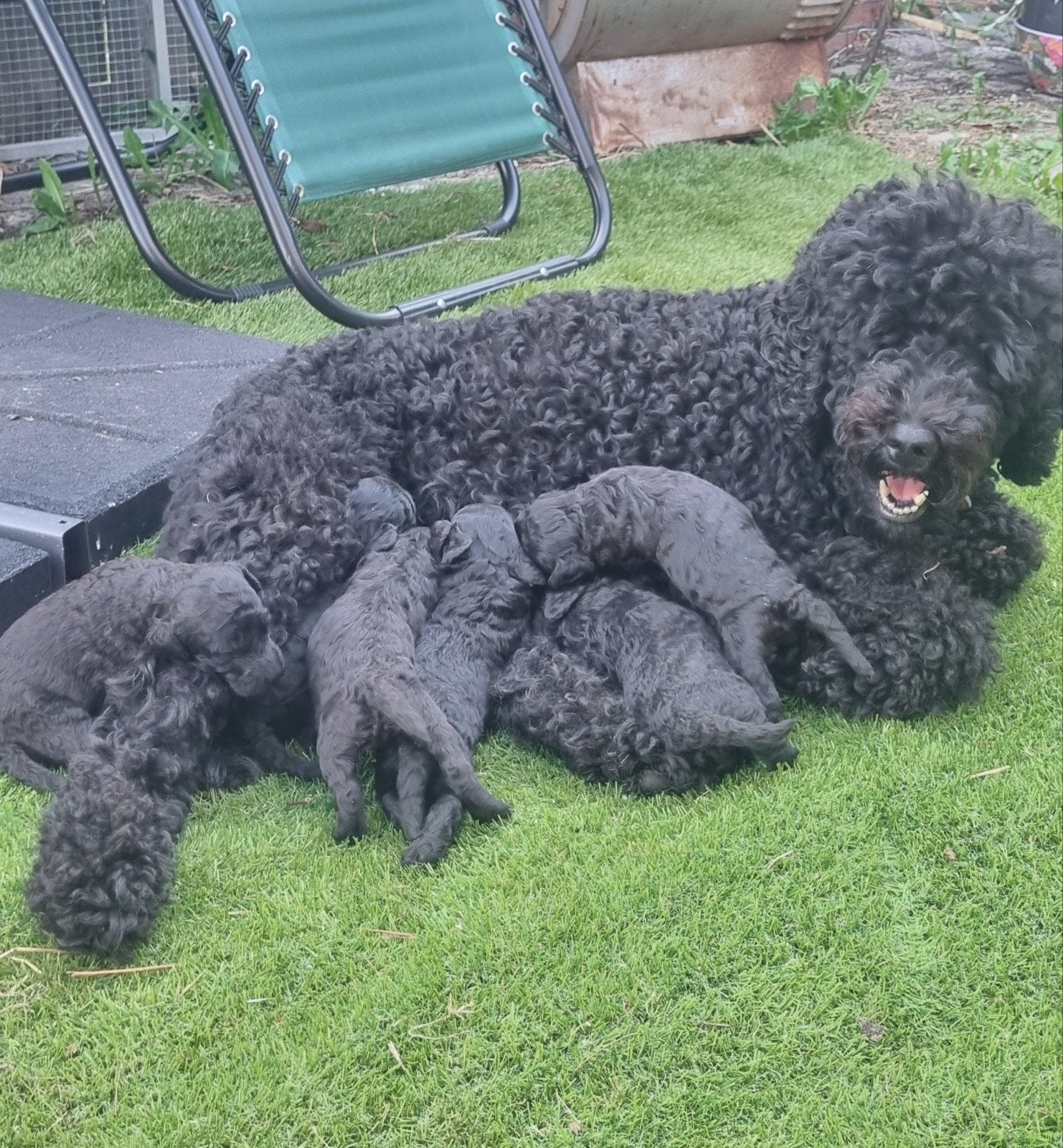 Labradoodle minni/medium, Overige rassen, Meerdere, Meerdere dieren, Nederland