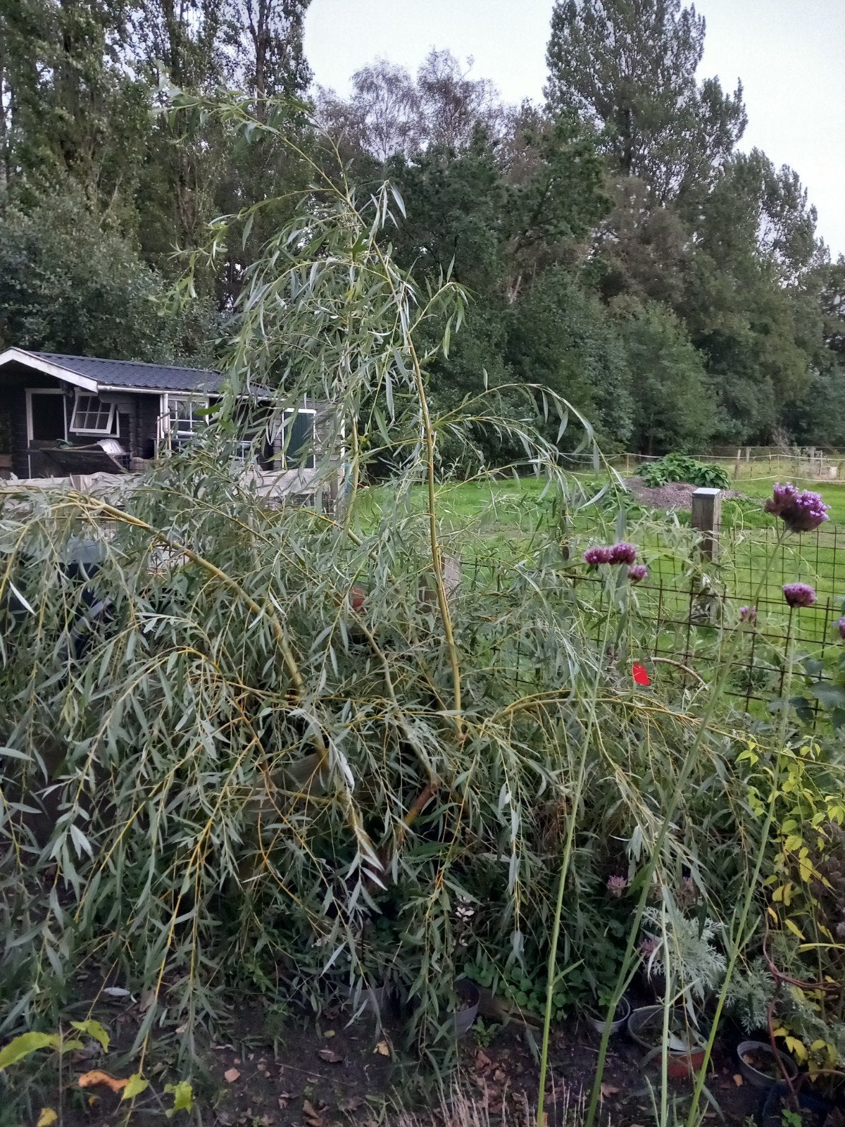Treurwilg in pot, Ophalen, Volle zon, Overige soorten
