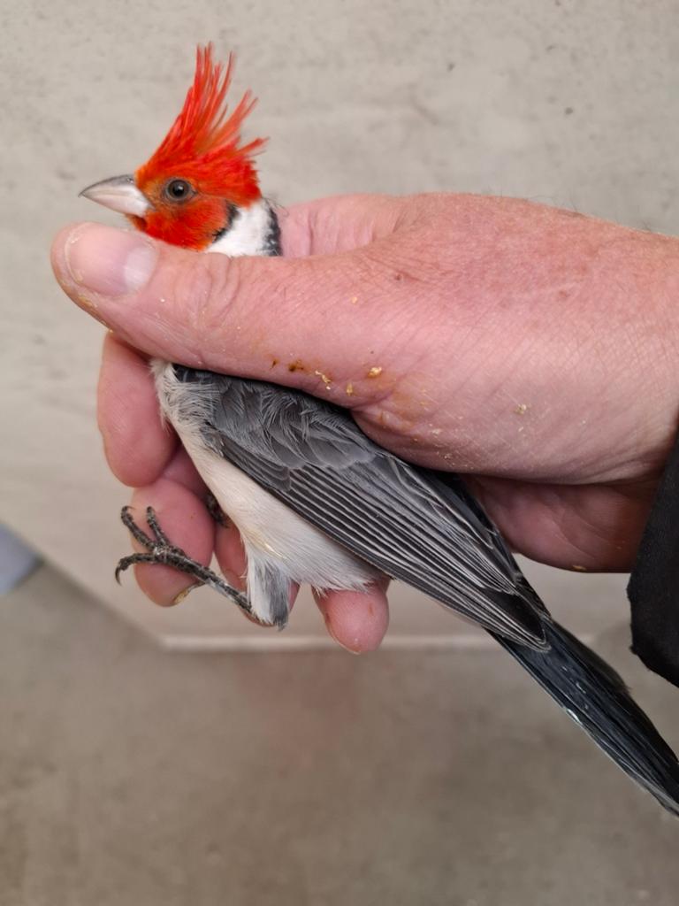 Nog 1 kweekpaar te koop , roodkuifkardinalen, Dieren en Toebehoren, Mannelijk